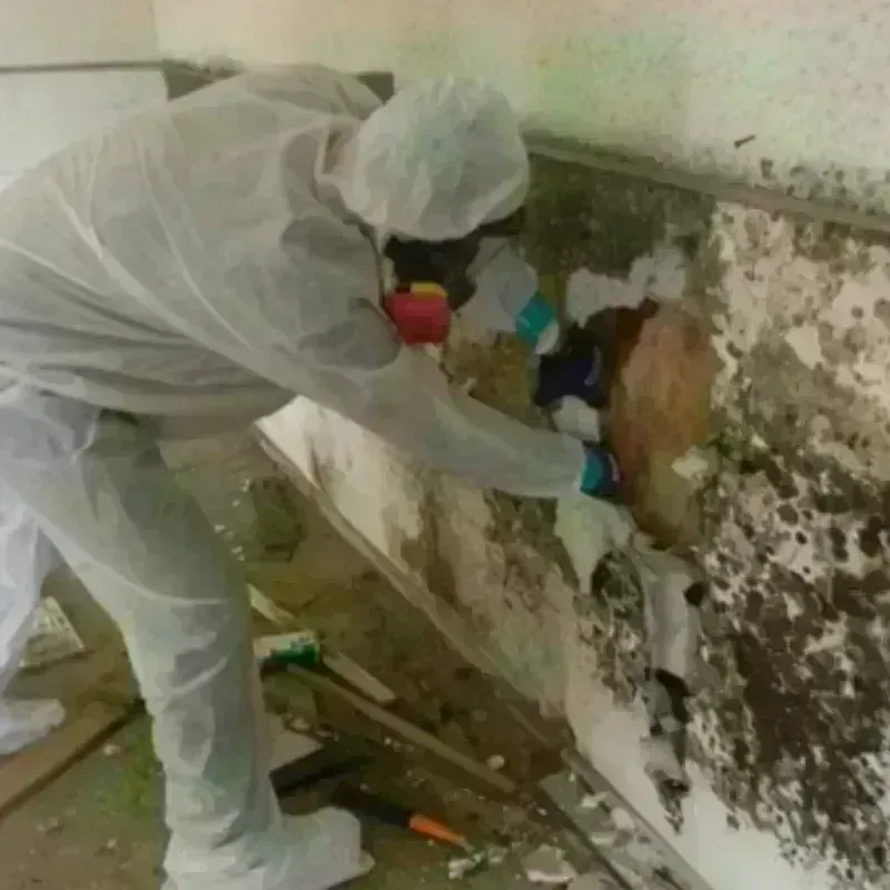 Mold Remediation and Removal in Atkins, VA